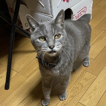 童顔雷Gは春が来た！って庭を駆け回るヽ(´▽｀)/