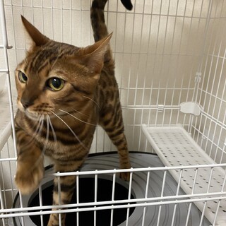 ベンガル★男の子