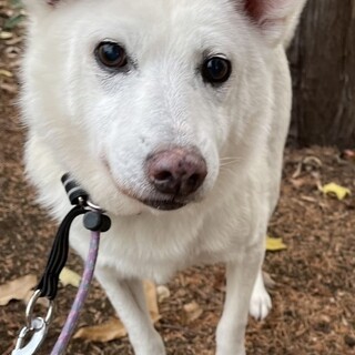 譲渡に向けてお話が進行中です。（あやめ）