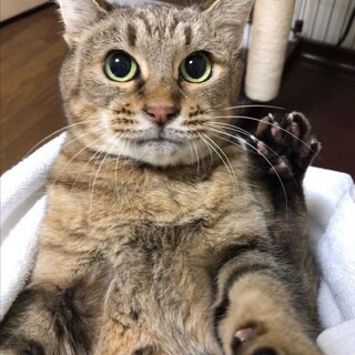 3本足で過酷なお外で長年生活してきたニャンコ