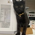 くろ子猫4ヶ月★ポコちゃん