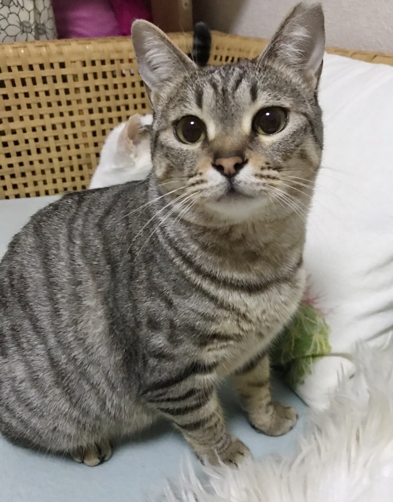 うさぎみたいなしっぽ 可 東京都 猫の里親募集 4073 ペットのおうち 月間利用者150万人