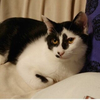 白地に黒ブチてんてんくん