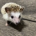 ハリネズミ