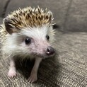 ハリネズミ
