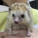 ハリネズミ