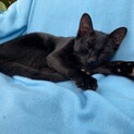 可愛い黒猫のジジ君の里親募集