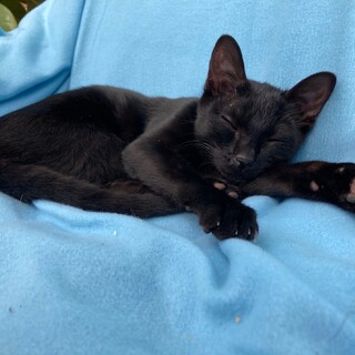 可愛い黒猫のジジ君の里親募集