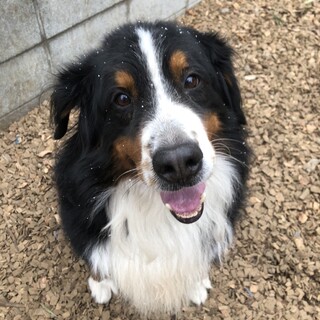 ♥DONくん♥心も体も大きいバーニーズの男の子