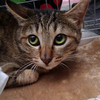 とっても小顔で可愛い麦ちゃん1才