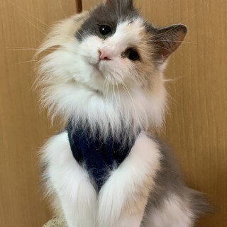 かぎしっぽのデールちゃん