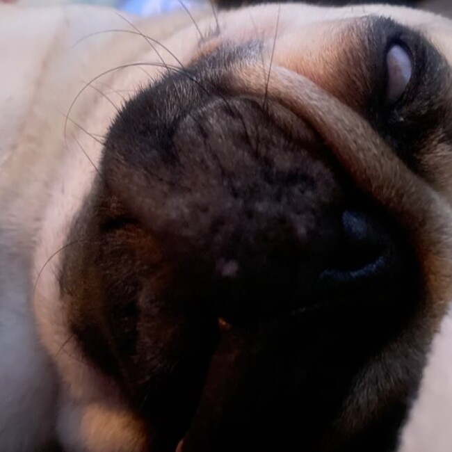 てんてん のカバー写真