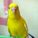セキセイインコ ルチノー♀