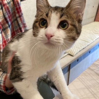 【募集一時停止中】ベッタベタ！美少女こころちゃん！