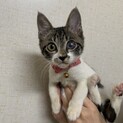 小柄で元気な女の子☆ピースちゃん