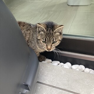 庭先に小柄なマンチカン風キジトラ、保護して下さい！