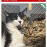里親募集中のハチ兄とトラチャン