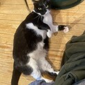 撫でられるのが大好きな白黒のメス猫
