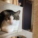 おっきなオスの甘えん坊サバ白猫ちゃん