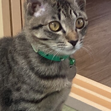 にゃに？