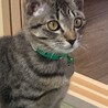 にゃに？