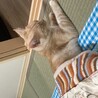 眠いんで...