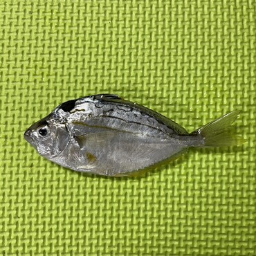魚だけどヒイラギは魔除け、残された家族が連れていかれないように守ってね。