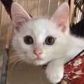 【てぶらん】おかげさまで里親様が決まりました。