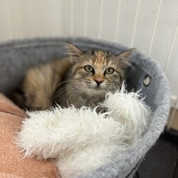 第148回　にゃん☆ぴーす猫譲渡会