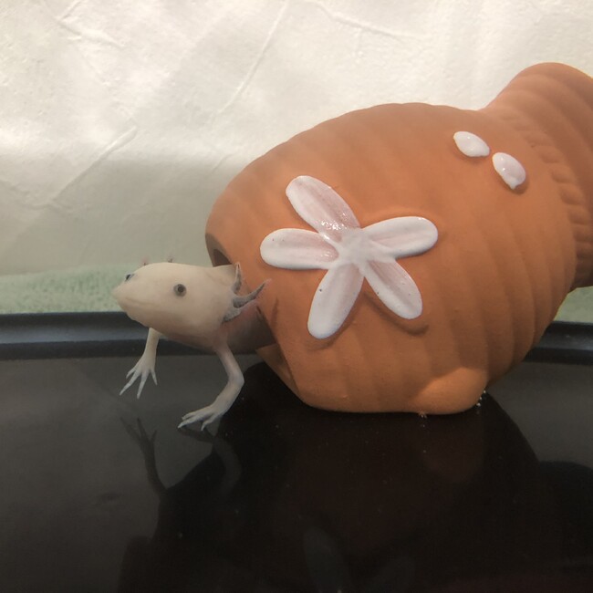 うーたんうーたんのカバー写真