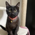 くろ子猫4ヶ月★モコちゃん