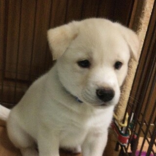 「なおや」男の子