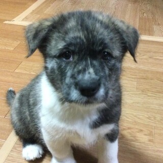 「ニノ」男の子