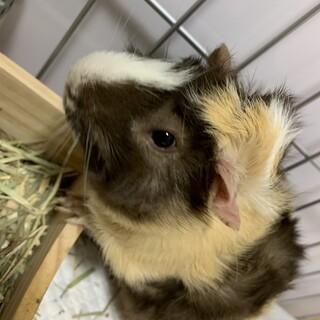 里親募集しております(´･ ･`)