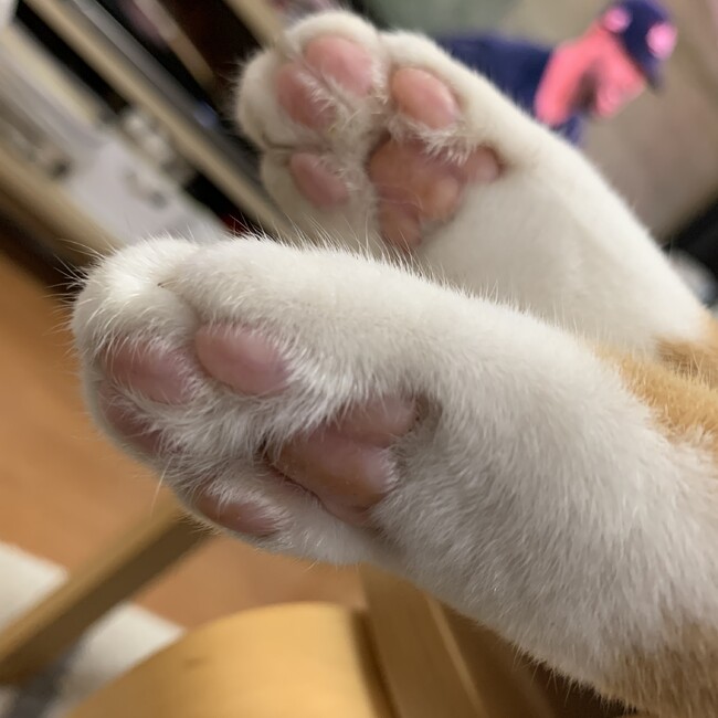 龍頭のカバー写真