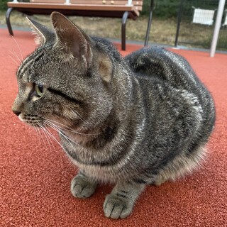 捨て猫を助けてあげてください！