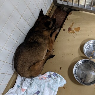 センターに収容され8日の朝までが期限です