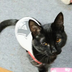 保護猫の譲渡会at北山集会所