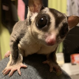 フクロモモンガ　男の子　7歳　発作持ち