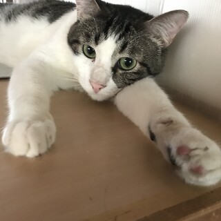 7歳　男の子　猫ちゃん　人好きですが怖がりです！