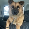 保護犬を迎えませんか？♂