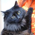 ☆黒長毛　美猫　1歳　ゴージャス☆ジョリちゃん