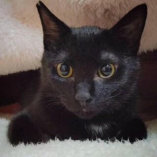 【お見合い随時】シャイな黒猫ハンサムボーイ★トット