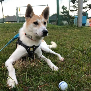 元気一杯だけど、ちょっぴり怖がり【ホウセンカ】くん