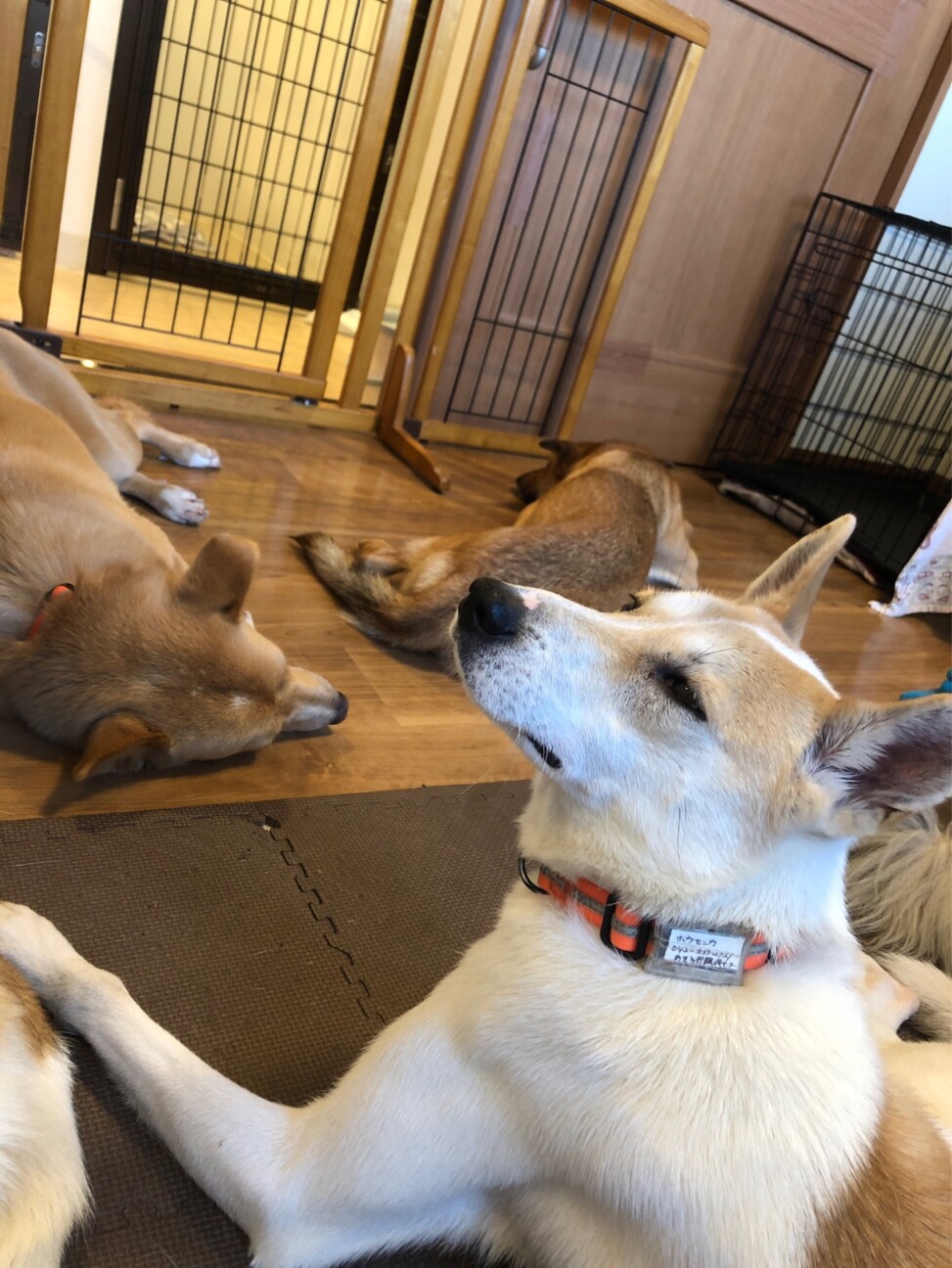 元気一杯だけど、ちょっぴり怖がり【ホウセンカ】くん サムネイル2