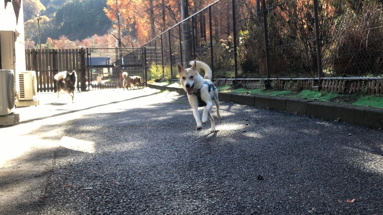 元気一杯だけど、ちょっぴり怖がり【ホウセンカ】くん サムネイル3