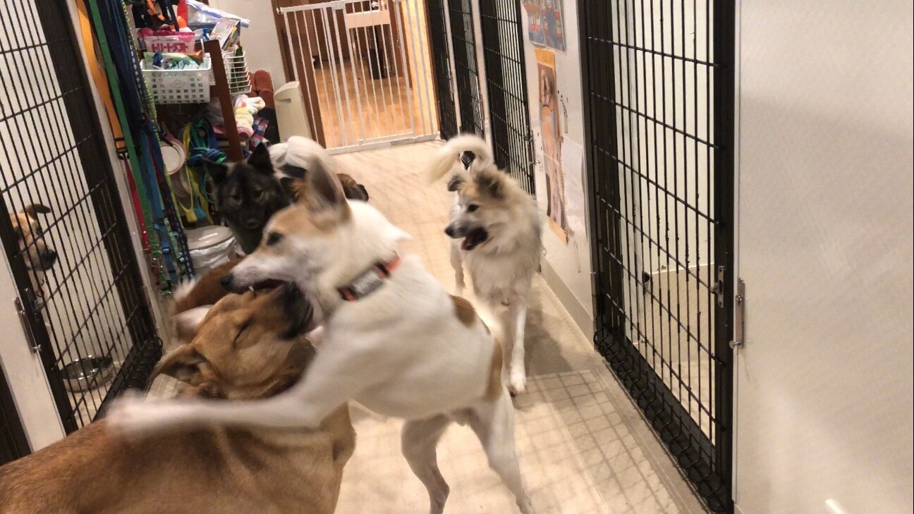 元気一杯だけど、ちょっぴり怖がり【ホウセンカ】くん サムネイル4