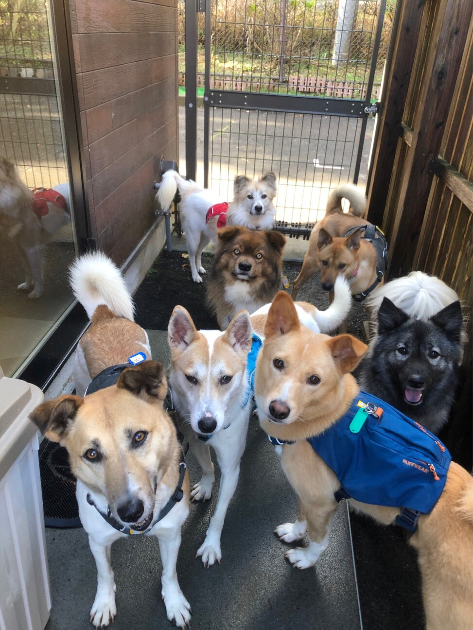 元気一杯だけど、ちょっぴり怖がり【ホウセンカ】くん サムネイル6