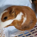 イングリッシュモルモット2歳の男の子