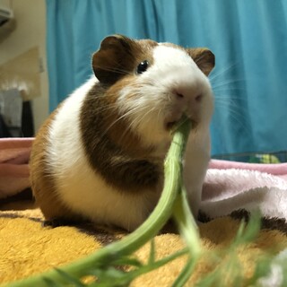 イングリッシュモルモット2歳の男の子